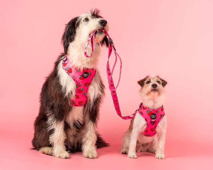 Strawberries Adjustable Dog Harness