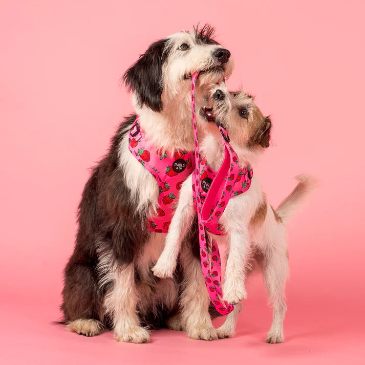Strawberries Adjustable Dog Harness