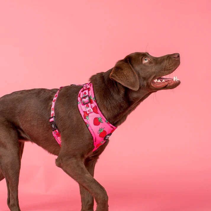 Strawberries Adjustable Dog Harness