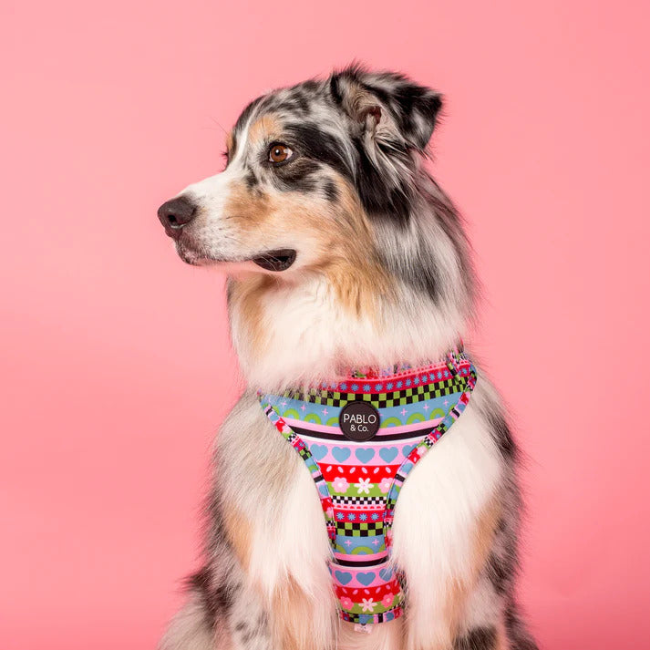 Saint's Sweater Adjustable Dog Harness