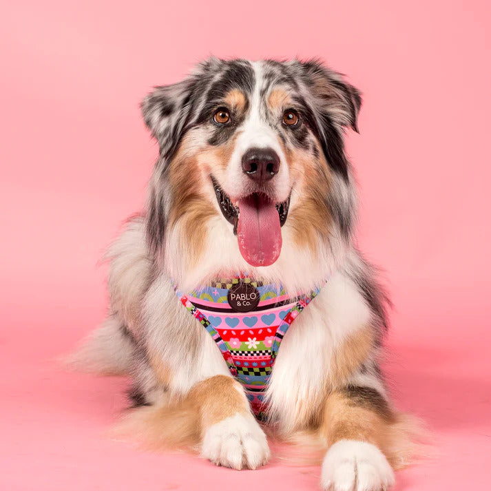 Saint's Sweater Adjustable Dog Harness