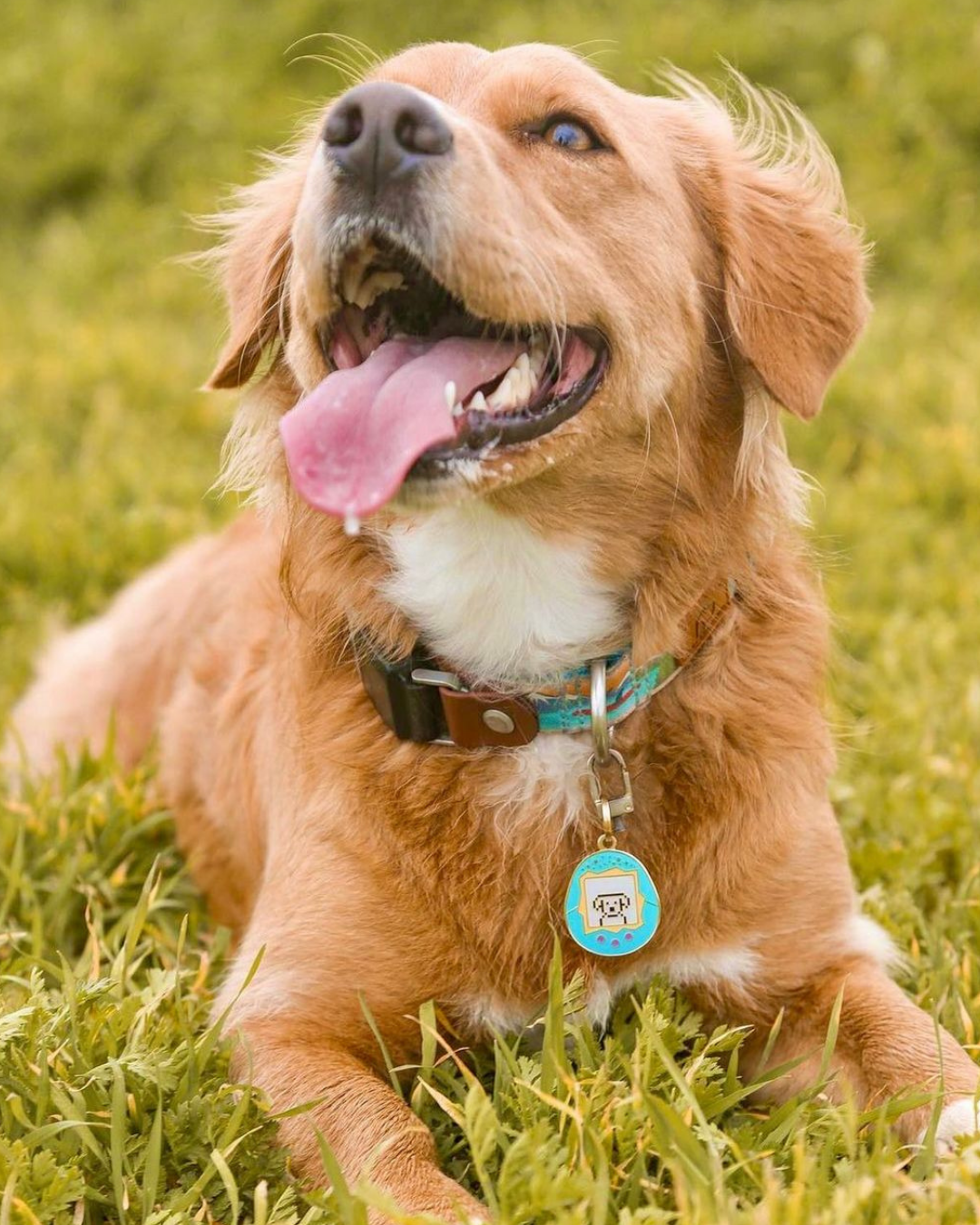 Tamagotchi Dog ID Tag