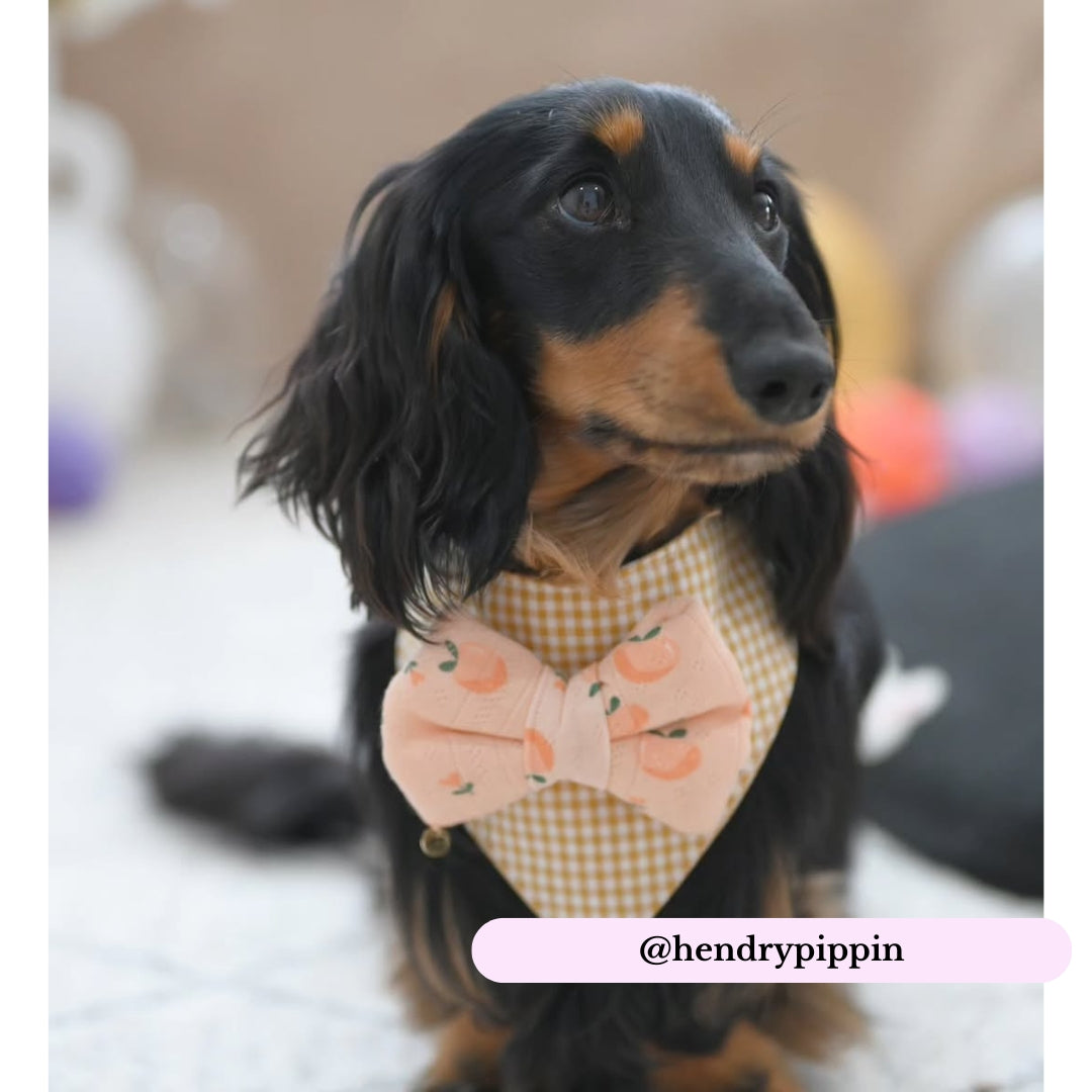 Peaches Dog Bow
