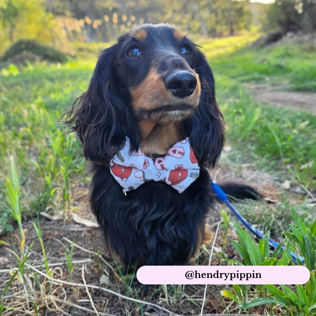 Limited Edition Cowboy Dog Bow