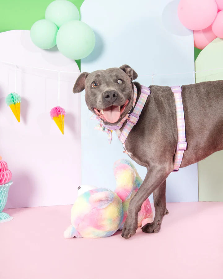 Sherbet Gingham H-Harness