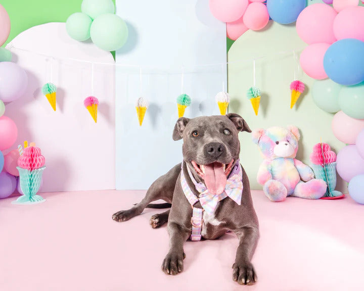 Sherbet Gingham H-Harness