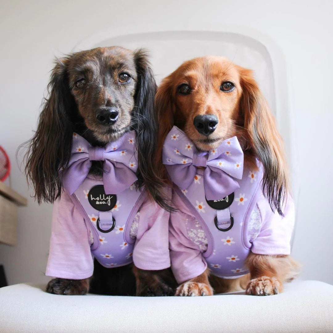 Daisies Of Our Lives Harness