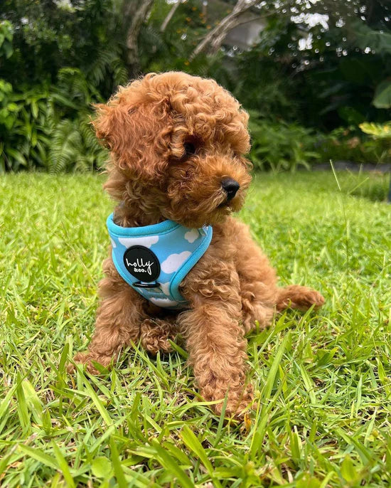 Reach For The Sky Harness