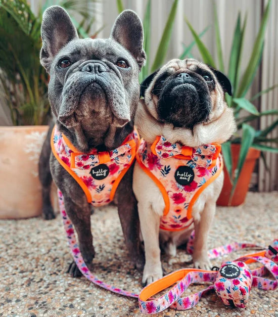 Sweet Coraline Harness