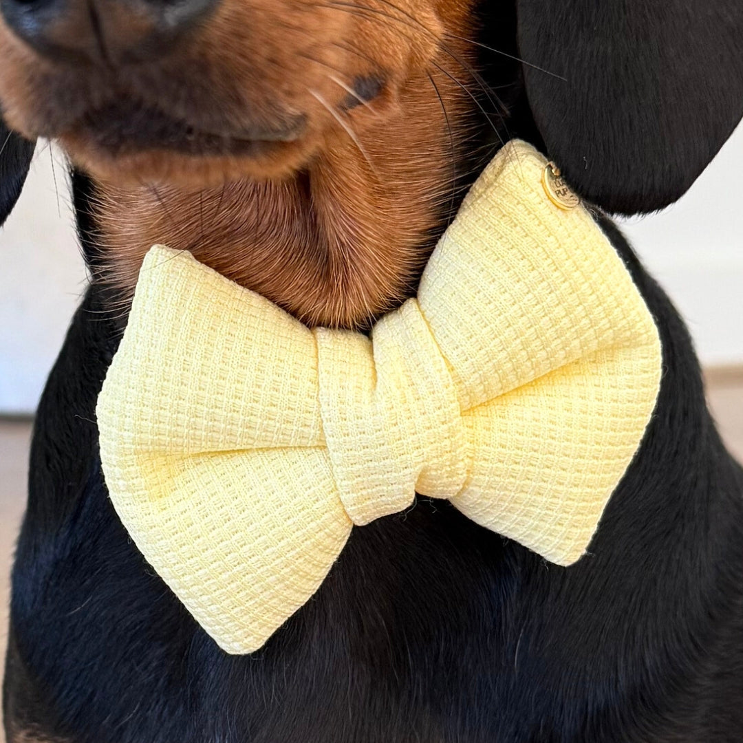 Butter Yellow Dog Bow