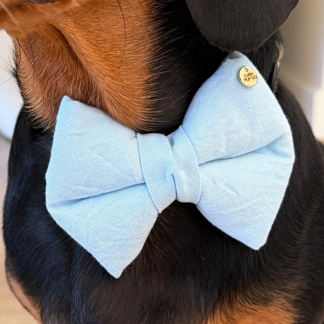 Baby Blue Dog Bow