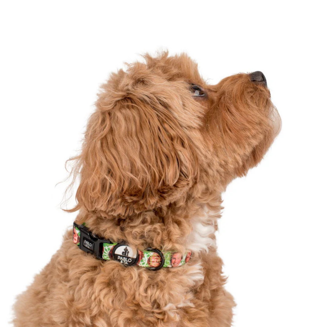Elf OMG! SANTA! Dog Collar