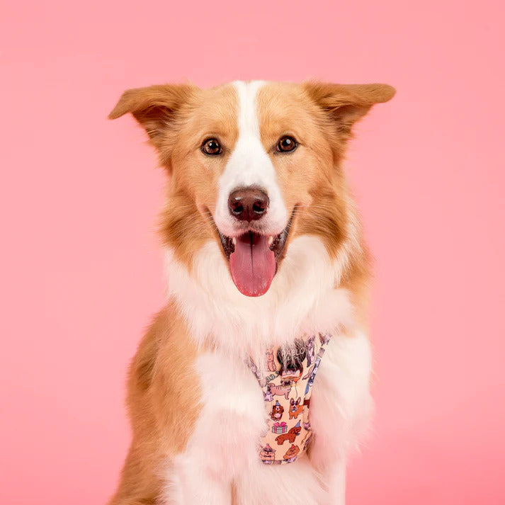 Party Dawgs Adjustable Dog Harness