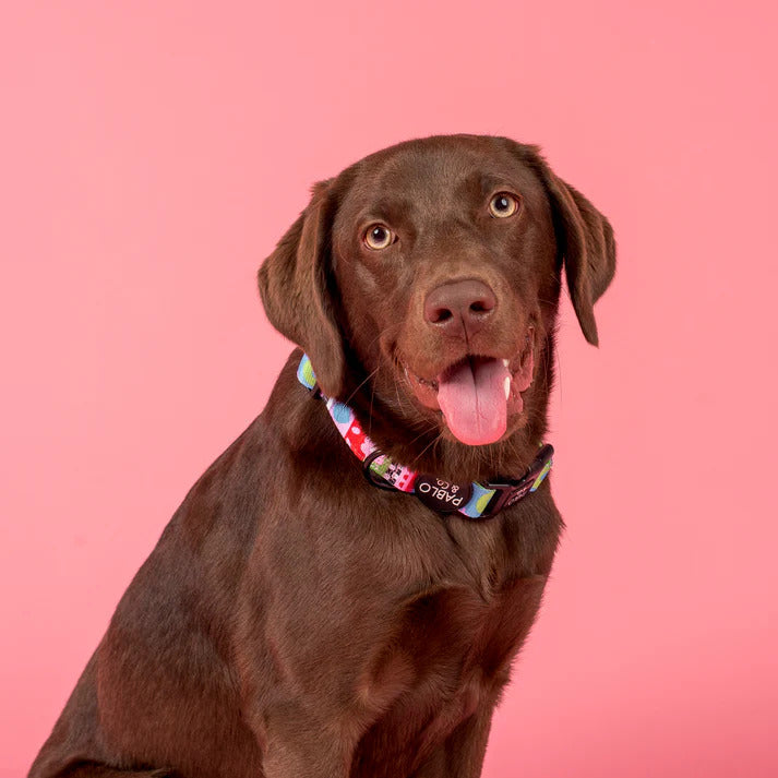 Saint's Sweater Dog Collar