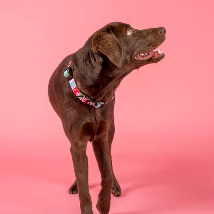 Saint's Sweater Dog Collar