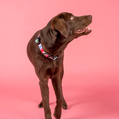 Saint's Sweater Dog Collar
