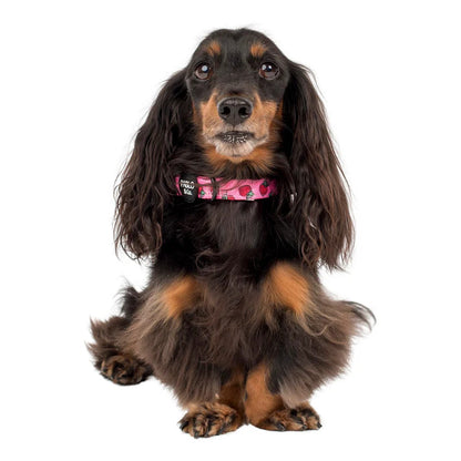 Strawberries Dog Collar