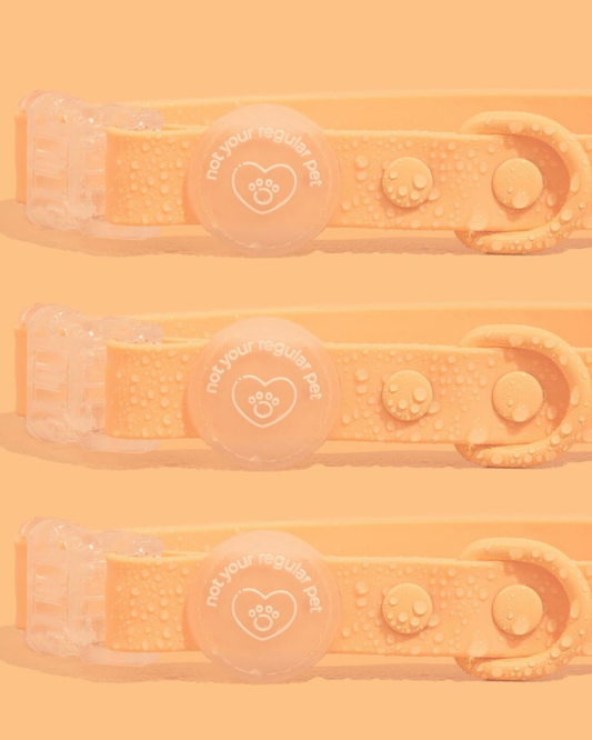 Tangerine Waterproof Collar