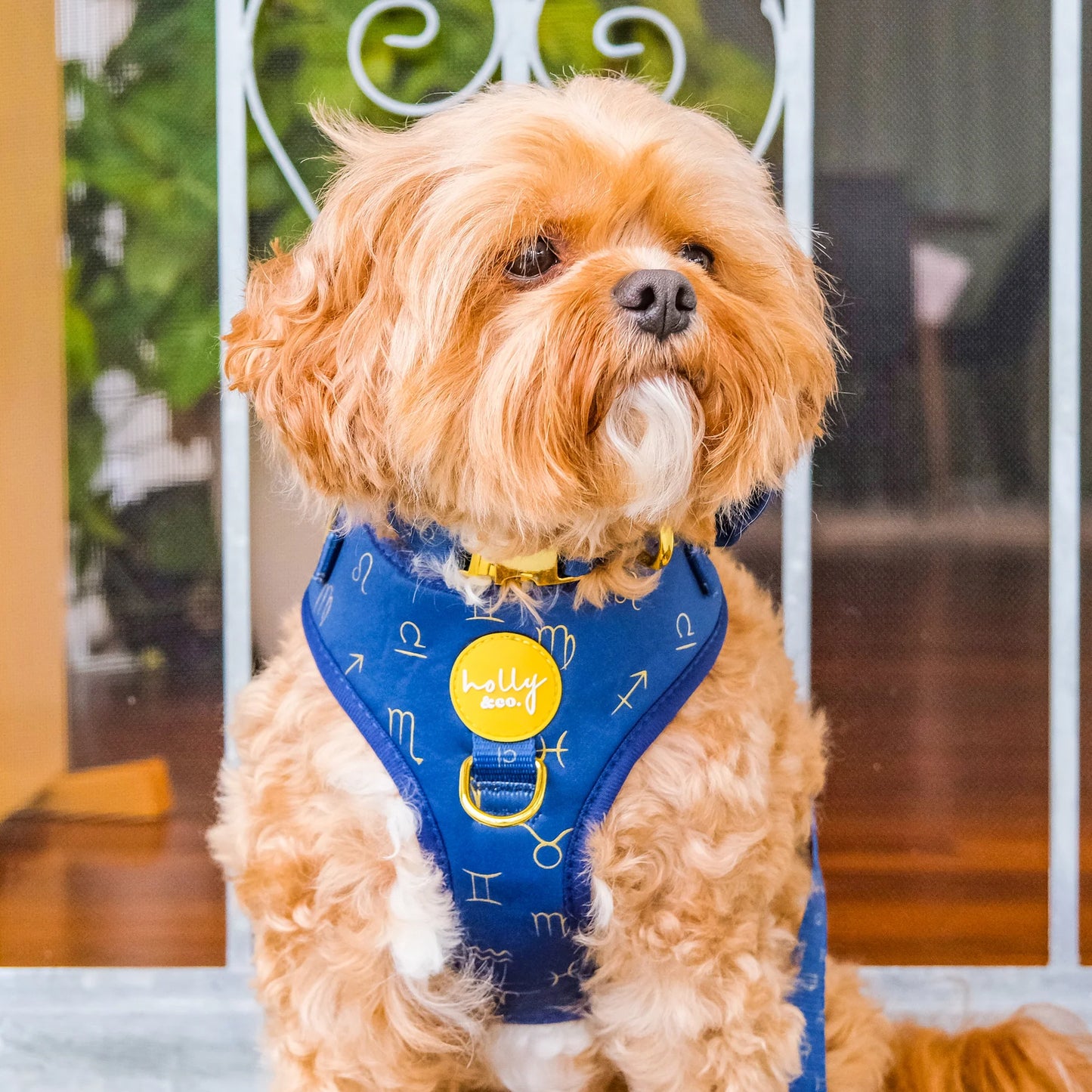 Zodiac Harness