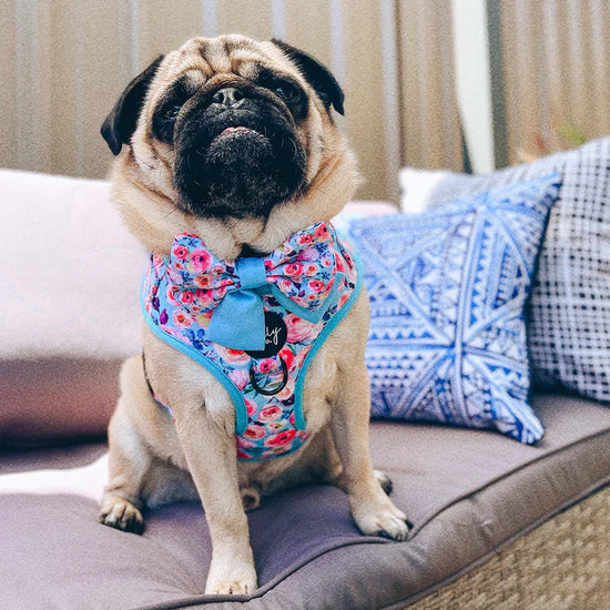 Ok, Bloomer Harness