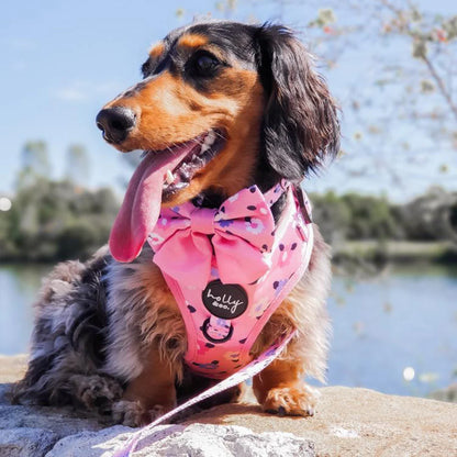 On Wednesday's Harness